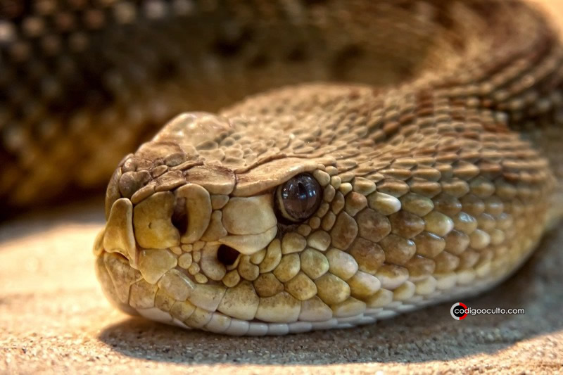 Humanos podrían desarrollar la capacidad de producir veneno como las serpientes