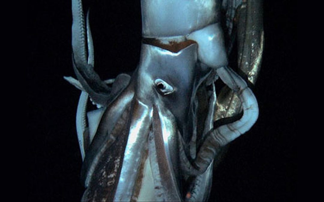 Cómo los científicos capturaron imágenes del «Kraken» luego de siglos de búsqueda