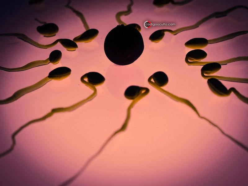 La concentración de espermatozoides ha disminuido en alto grado en humanos.