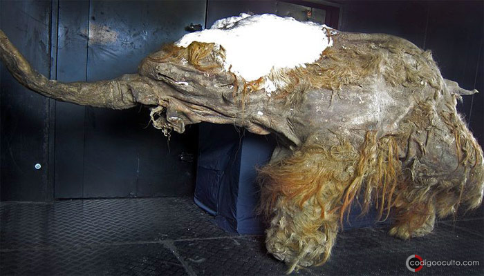 Yuka, un mamut lanudo de 39.000 años encontrado en permafrost