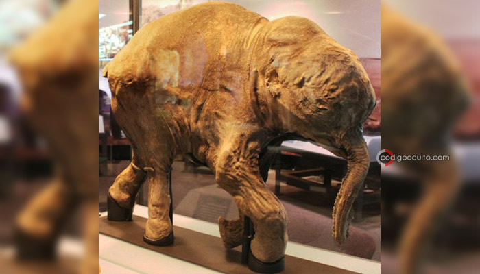 Lyuba es el ejemplar de mamut lanudo mejor conservado hasta la fecha