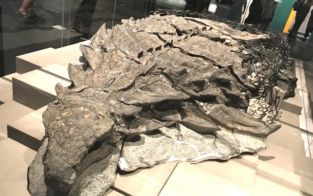 ¿Cuáles son los fósiles mejor preservados descubiertos?