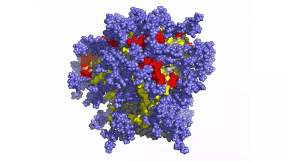 Una simulación molecular de la capa externa del VIH. Las regiones púrpuras representan moléculas de azúcar que están ocultas al sistema inmunológico, mientras que las regiones roja y amarilla del virus son variables, lo que dificulta que el sistema inmunológico las reconozca