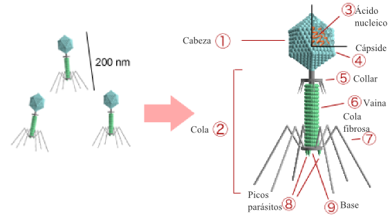 Estructura de un bacteriófago