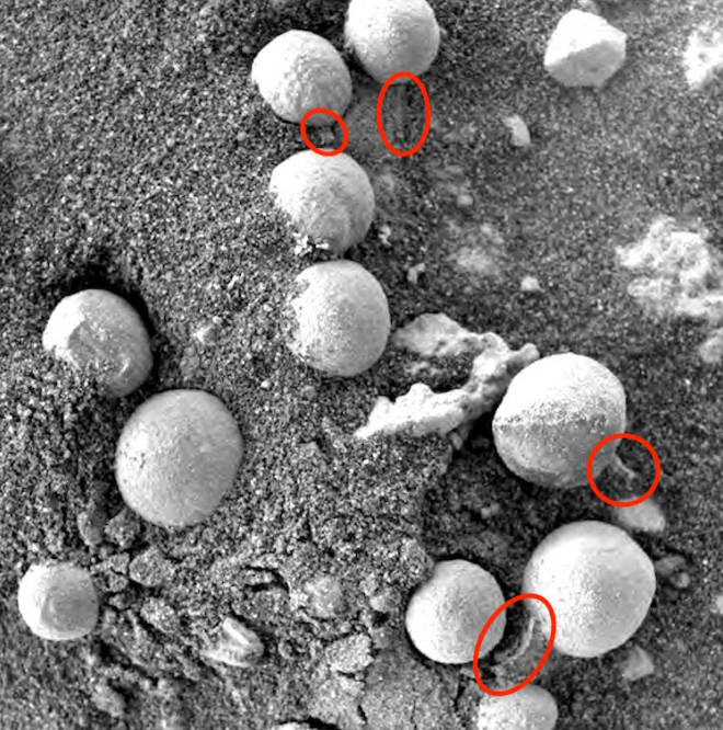 Investigadores creen que estas pequeñas estructuras son hongos en Marte. Fotografía por Opportunity. Poseen aproximadamente de 3-8 mm de tamaño parecido a los bejines terrestres (Basidiomycota) y que desprenden un material blanco similar a las esporas