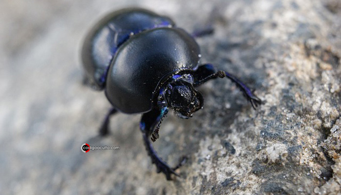 Se creía que el exoesqueleto de los escarabajos generaba efectos antigravitacionales