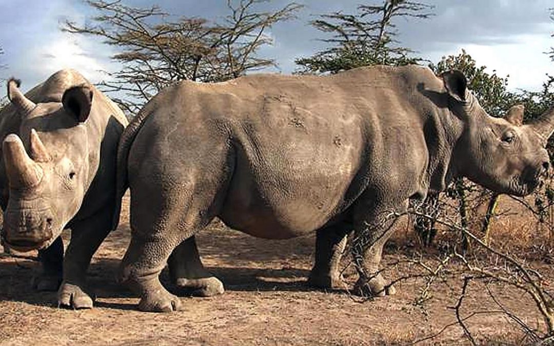 Científicos crean tres embriones para salvar al Rinoceronte Blanco del Norte de la extinción