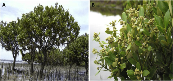 Avicennia germinans es un género de árboles de mangle