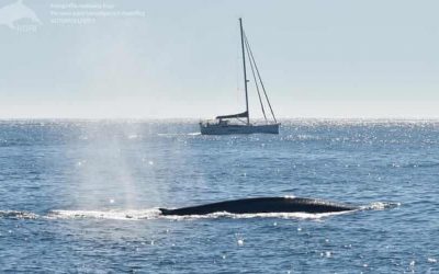 Ballenas azules regresan a costa atlántica de España tras 40 años, pero podría no ser del todo bueno