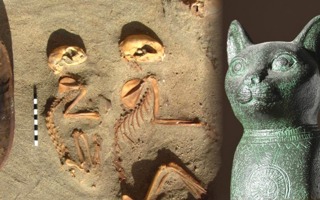 ¿Es este cementerio egipcio de 2.000 años el cementerio de mascotas más antiguo del mundo?