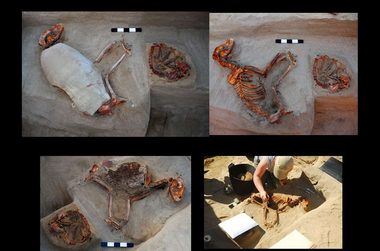 Perros del antiguo Egipto enterrados en vasijas de cerámica