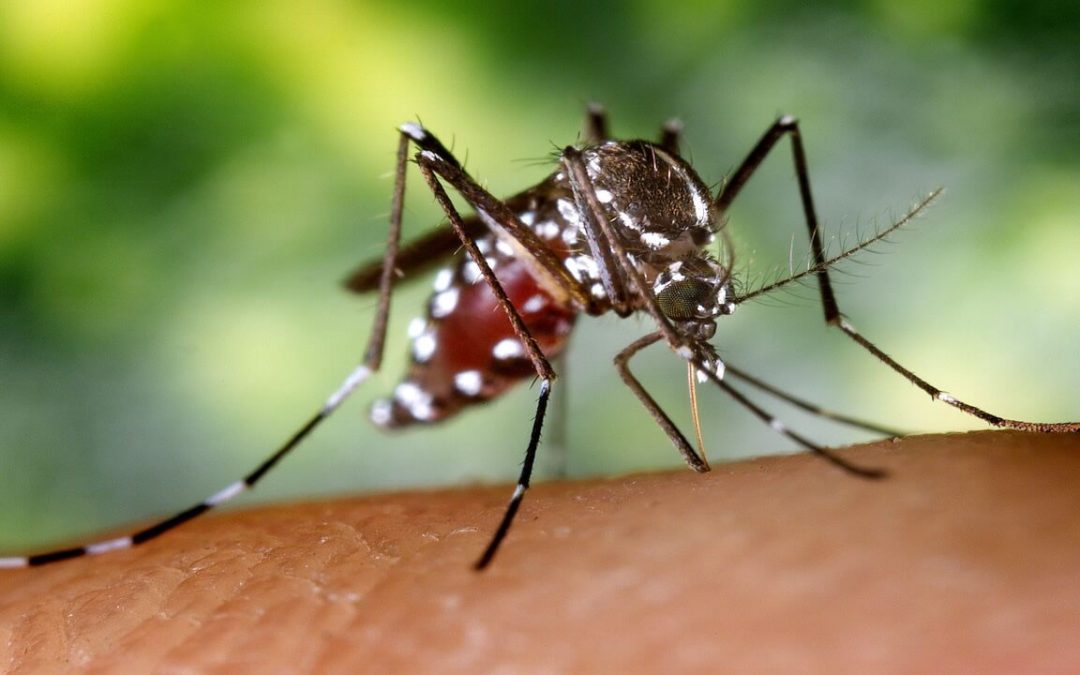 Científicos del Ejército de EE. UU. modifican mosquitos para hacerlos infértiles