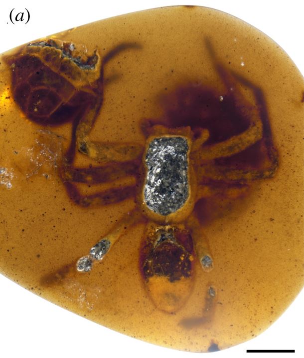 Investigadores hallaron una araña adulta con partes de su saco de huevos y algunas crías debajo de su cuerpo, todas las cuales se han mantenido preservadas en ámbar durante 99 millones de años