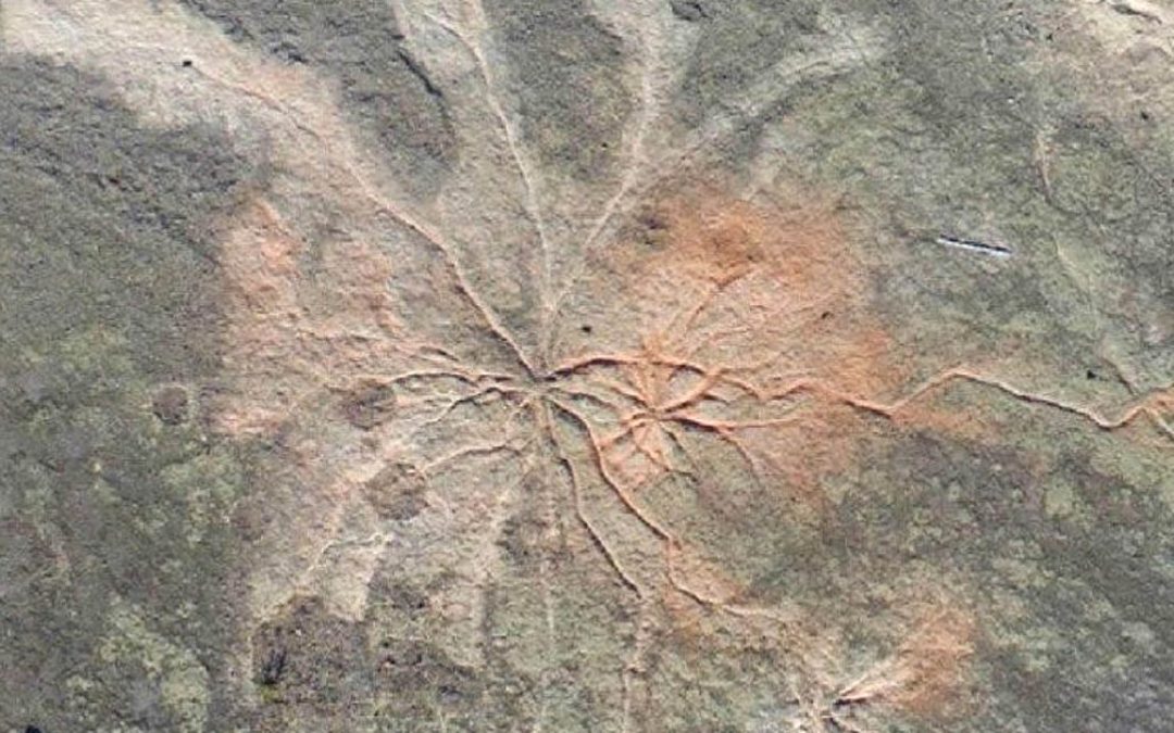 El bosque más antiguo conocido del mundo no era como se pensaba, revela investigación