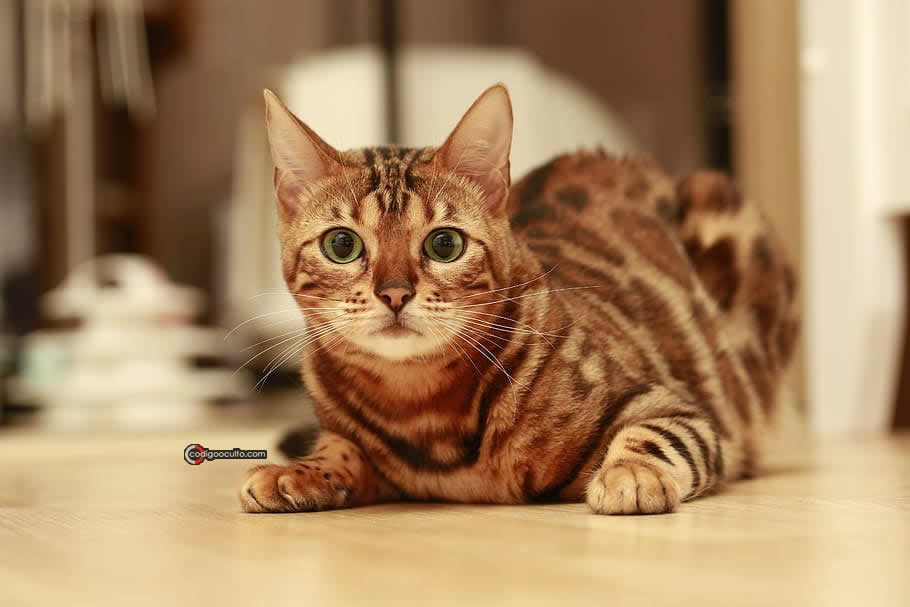 Gato Bengala