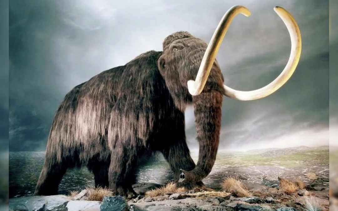 Biocientíficos tienen un nuevo plan para “resucitar” al extinto mamut lanudo