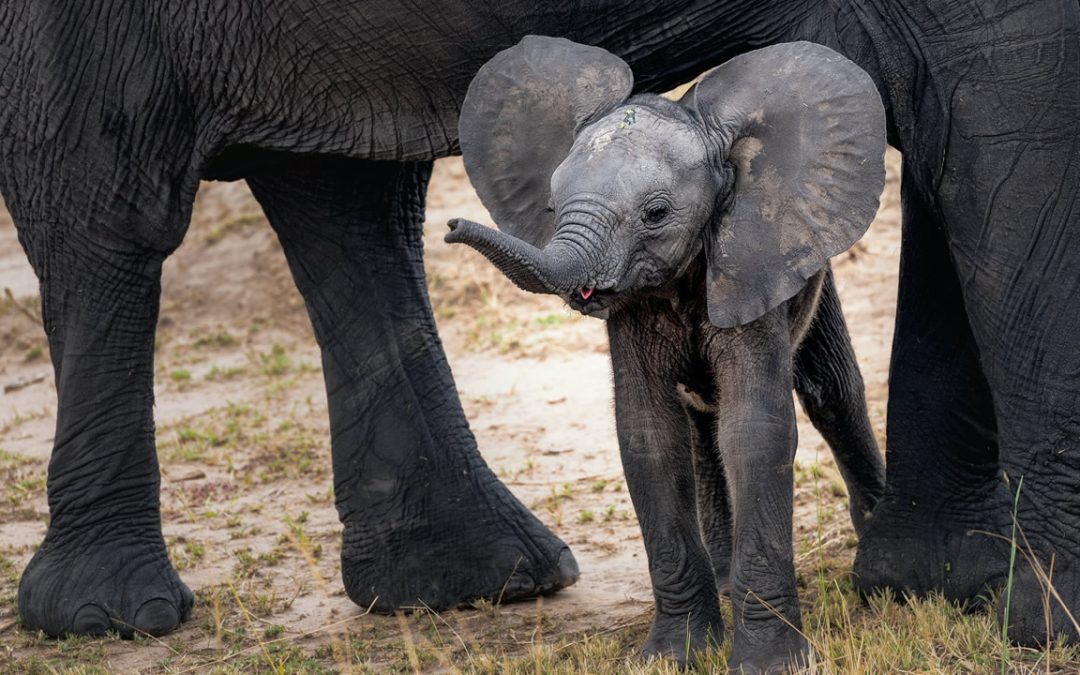 Hembras de elefantes africanos están evolucionando para perder los colmillos debido a caza furtiva