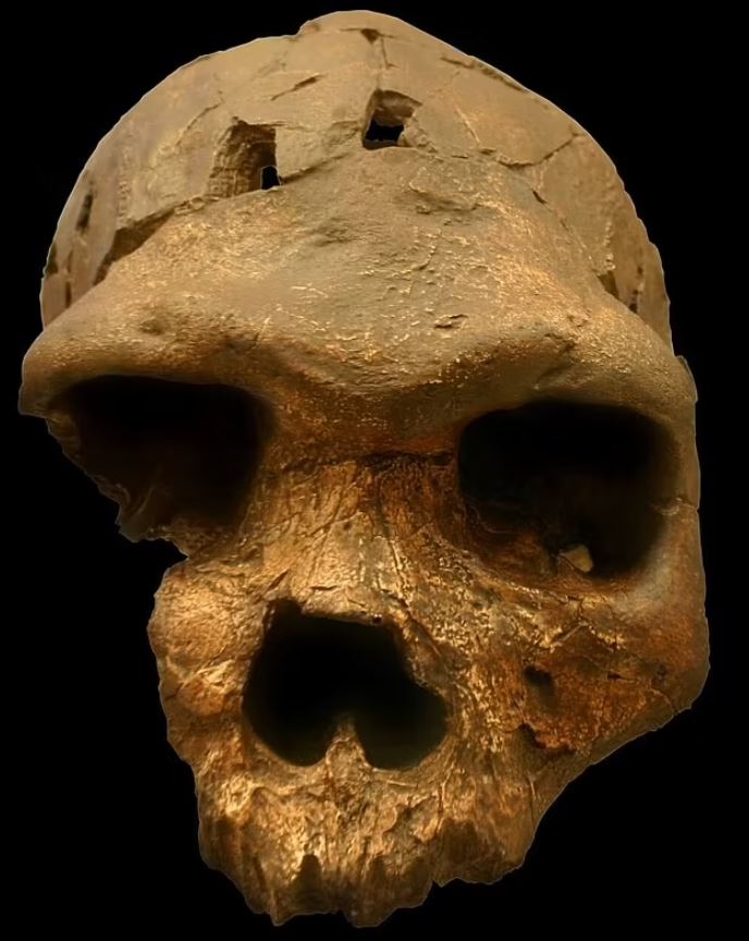 Se ha descubierto una nueva especie de humano antiguo en África que los expertos creen que fue un antepasado directo de los humanos modernos