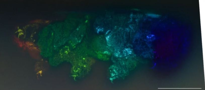 Autofluorescencia de Paradoryphoribius chronocaribbeus bajo microscopía confocal