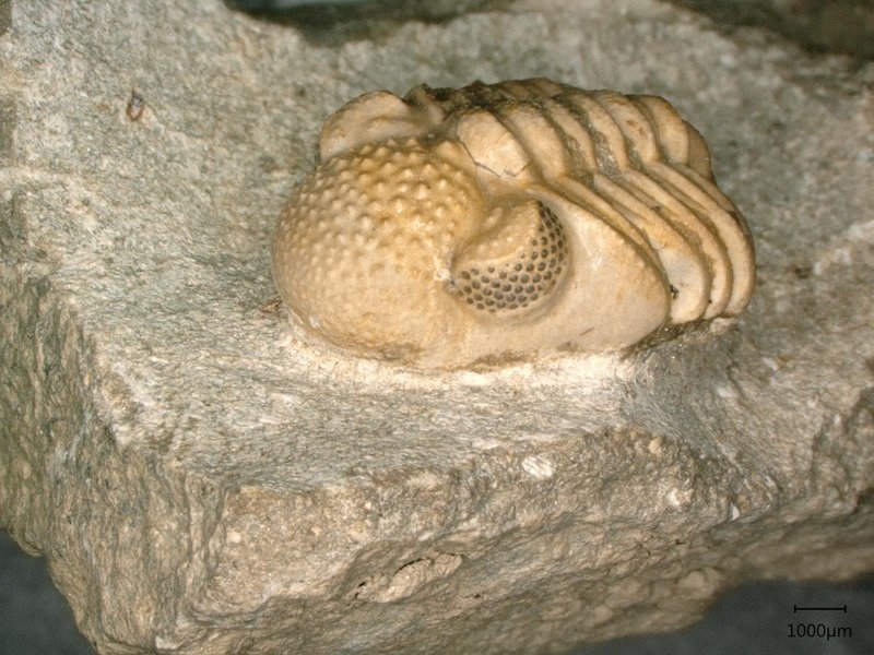 Phacops geesops, un trilobite del Devónico