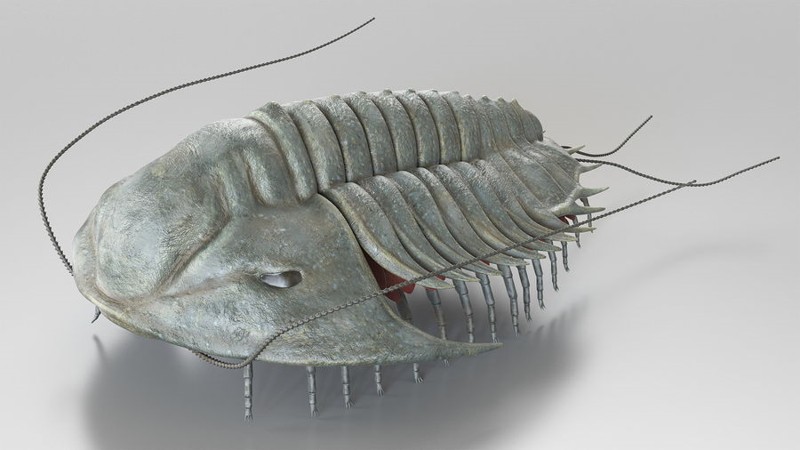Representación de trilobite