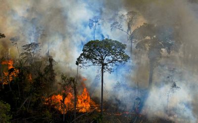 Amazonía en “código rojo”: a punto de entrar a catastrófico “punto de no retorno”, alertan científicos
