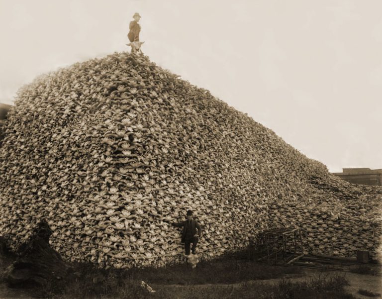 Fotografía de 1892 que muestra una montaña de calaveras de búfalos aguardando a ser trituradas para abono