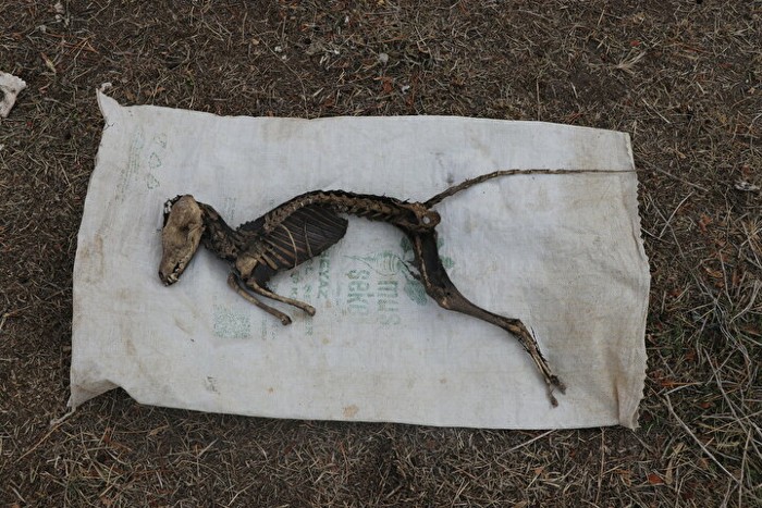 El esqueleto encontrado en un terreno perteneciente a una fábrica en la ciudad de Iğdır en Turquía