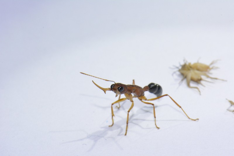 Una hormiga obrera (Harpegnathos saltator) fotografiada en una exhibición agresiva (mandíbulas abiertas) dirigida al fotógrafo