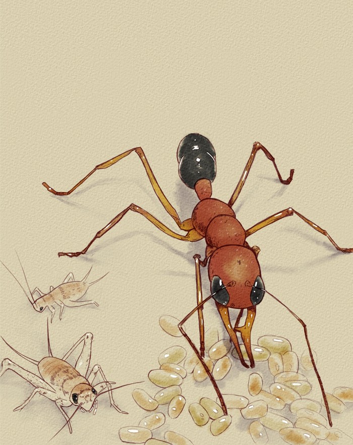 Ilustración que muestra la hormiga con huevos