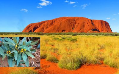 Descubren nueva especie de planta en la roca sagrada de Uluru en Australia