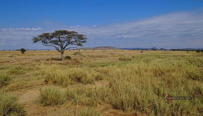 Parque Nacional del Serengeti, muy cerca de donde se encontraron las huellas