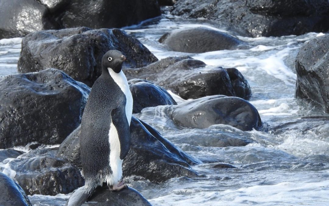 Pingüino Adelia aparece en Nueva Zelanda a más de 3.000 km de su hogar en la Antártida