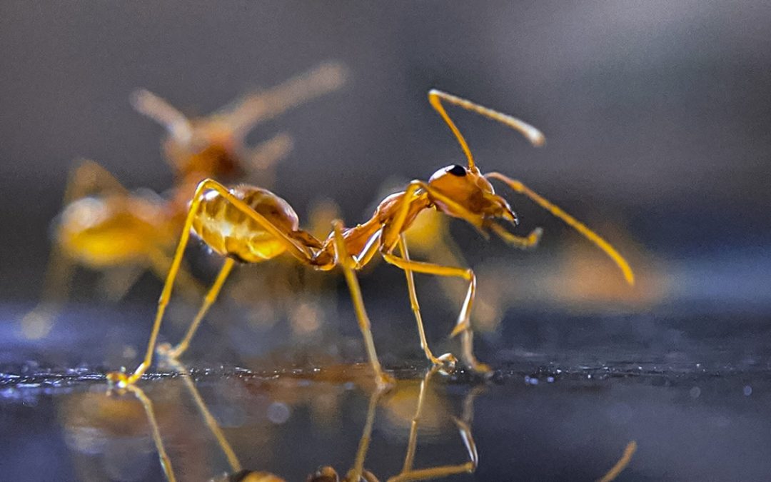 Una sola proteína puede convertir a una hormiga obrera en reina