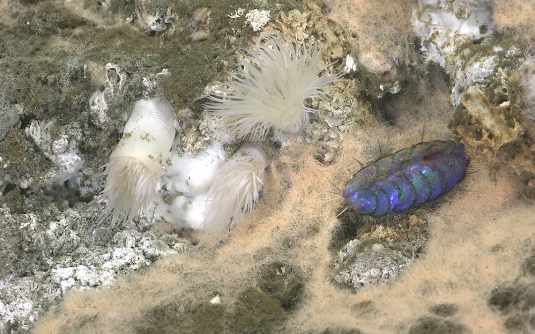 Seis especies animales “nunca antes vistas” son halladas en respiraderos del fondo marino en México