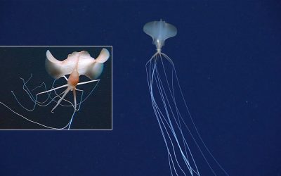 Sorprendente video capta calamar escurridizo “alienígena” en el Golfo de México