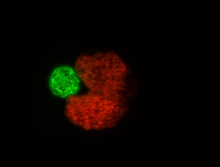 Xenomorfos. Un organismo "padre" diseñado por IA (forma de C; rojo) junto a las células madre que se han comprimido en una bola ("descendencia"; verde)