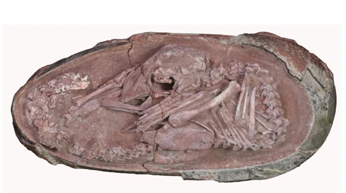 Esqueleto fosilizado de Baby Yingliang en su huevo