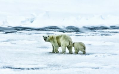 Ártico registra 38 ° C, temperatura más alta en la historia de esta región