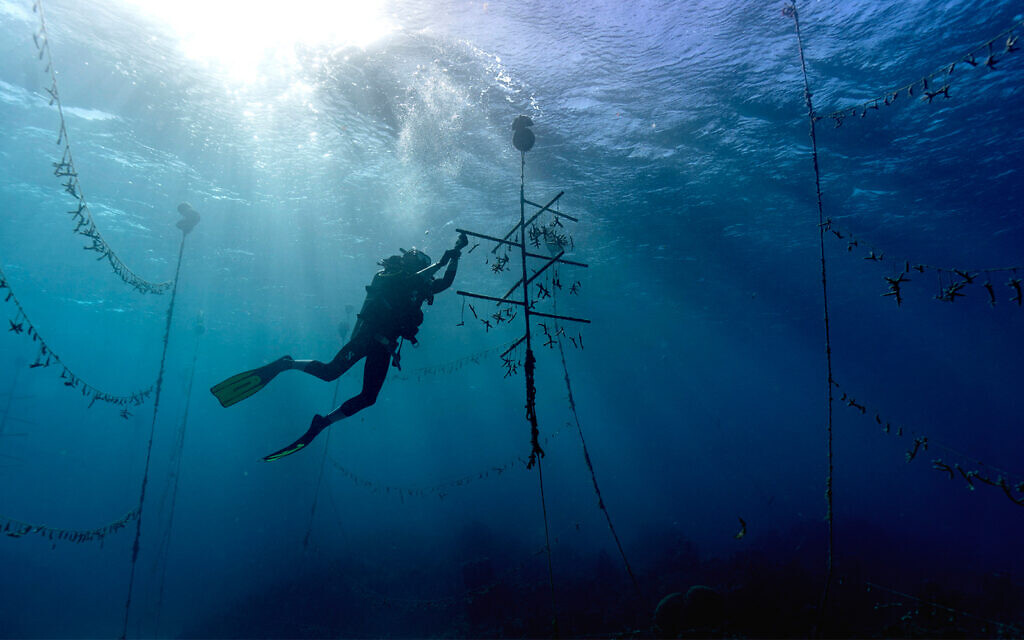 Un buzo trabaja en un vivero de coral submarino dentro del Santuario de peces de Oracabessa en Jamaica, el 12 de febrero de 2019