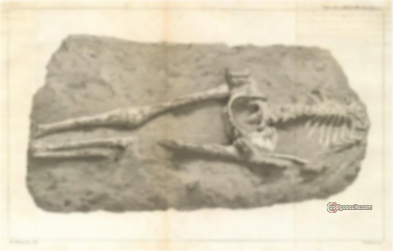 El esqueleto encontrado en la isla caribeña de Guadalupe