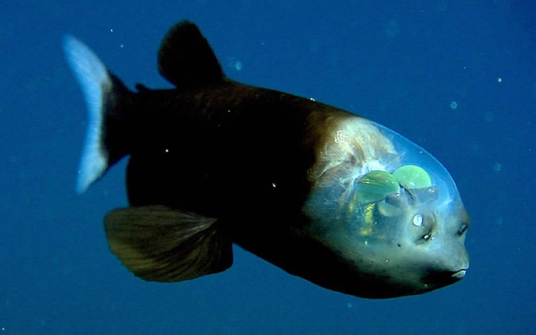 Raro pez con cabeza translúcida es observado en el Océano Pacífico frente a costa de California