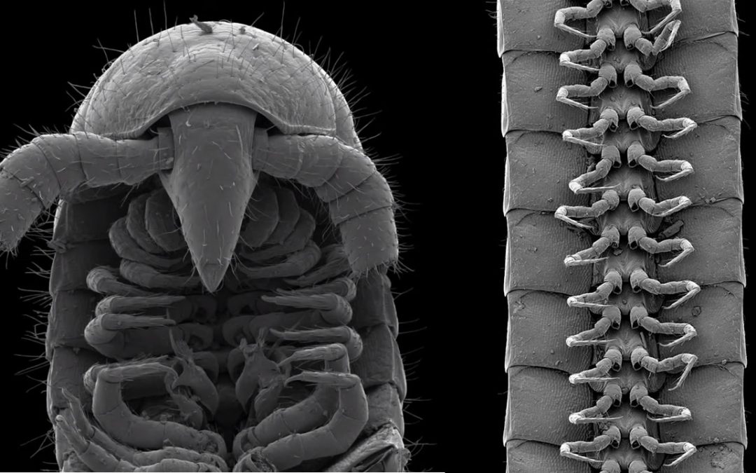“Verdadero milpies”: descubren un artrópodo con 1.306 patas a 60 metros bajo tierra en Australia