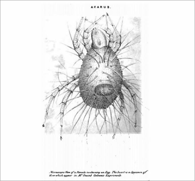 Acarus Crosii, realizado por Pierre Turpin realizado bajo microscopio
