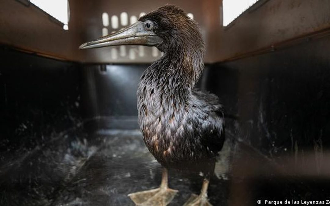 Veterinarios en carrera para salvar a aves en peligro de extinción del derrame de petróleo en Perú