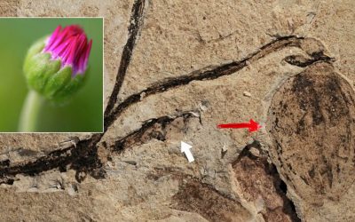 Descubren el fósil vegetal más antiguo de un capullo de flor: ¡164 millones de años!