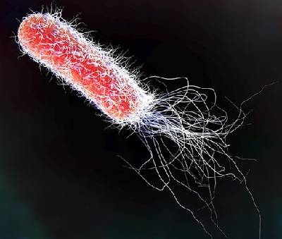 El diseño del microrobot se inspiró en las colas de bacterias como E. coli