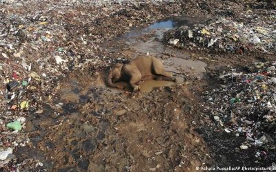 Elefantes hambrientos están muriendo por comer residuos plásticos en vertedero de Sri Lanka