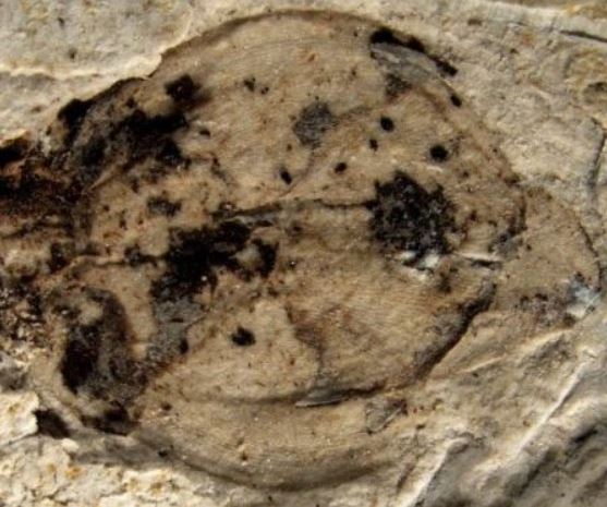 Primer plano del botón floral fosilizado
