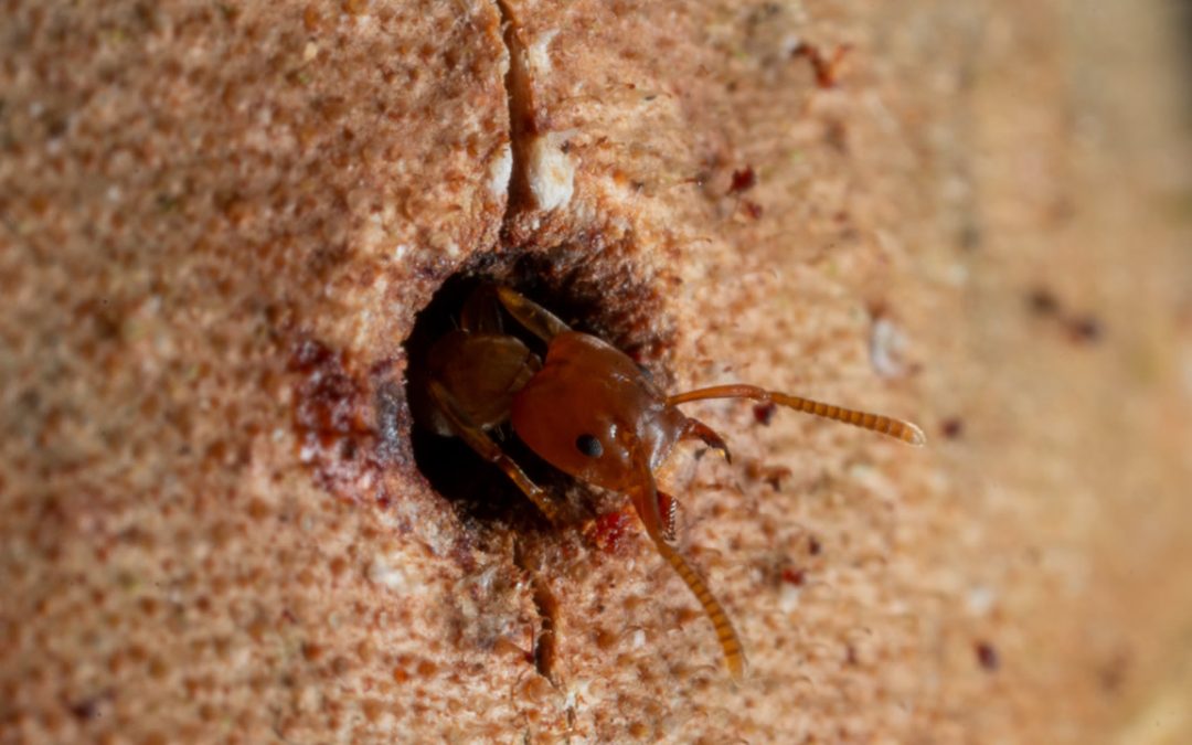 Simbiosis: estas hormigas pueden “curar” árboles heridos
